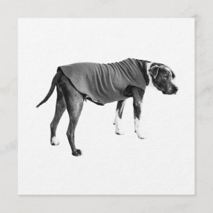 Invitación Un perro vestido con suavidad invita a los invitad