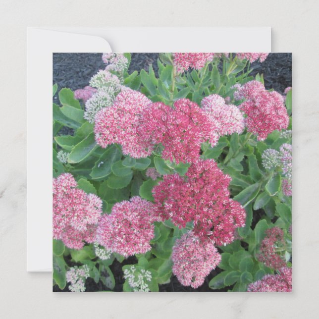 Invitación Verde del rosa de la planta de jardín de (Anverso)