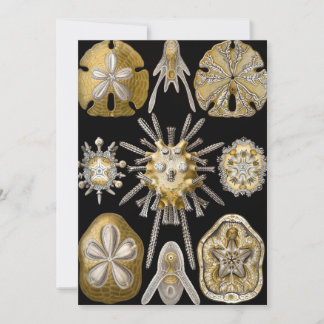 Invitación Vintage Sea Urchins Sand Dollars por Ernst Haeckel