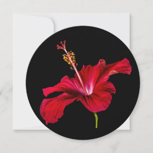 Invitación Vista lateral de las flores rojas de Hibiscus