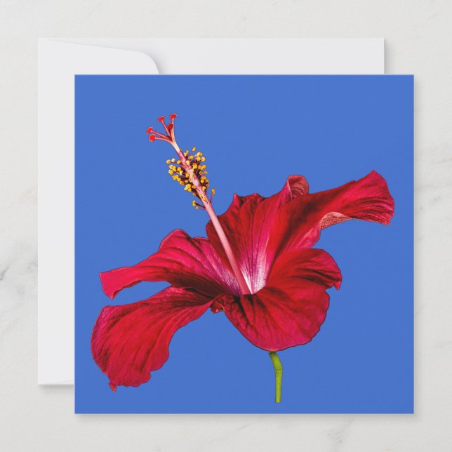 Invitación Vista lateral de las flores rojas de Hibiscus (Anverso)