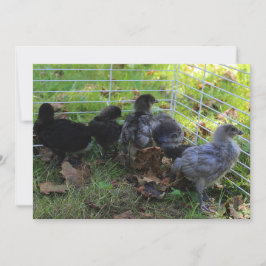 Invitación Whats Up - Toro de pollo