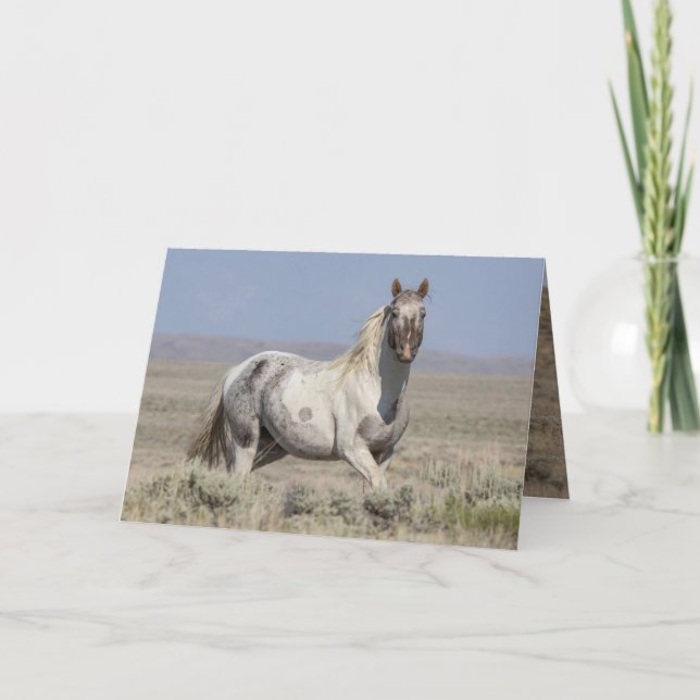 Invitación Wild Pintaloosa Stallion Greeting Card (Anverso)