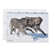 Wolfhounds irlandés corre en la nieve