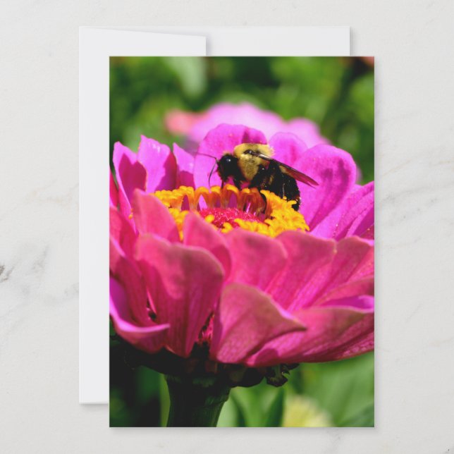 Invitación Zinnia rosa con abejorro, flores rosas, abeja lind (Anverso)