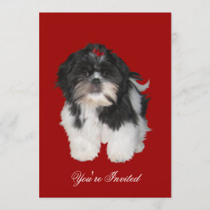 Invitaciones a los perros con pipa Shitzu Shih Tzu