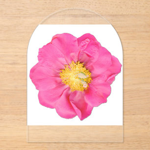 Invitaciones Acrílicas Flor de peonía acrílica botánica de color rosa sua