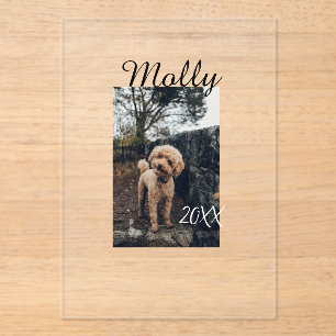 Invitaciones Acrílicas Foto de cumpleaños de perro gato animal moderno añ