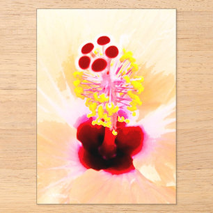 Invitaciones Acrílicas Fotografía de Flor de Hibisco