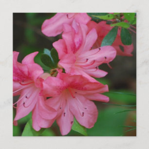 Invitaciones de Bush de la azalea