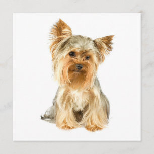 Invitaciones de cachorros Yorkie