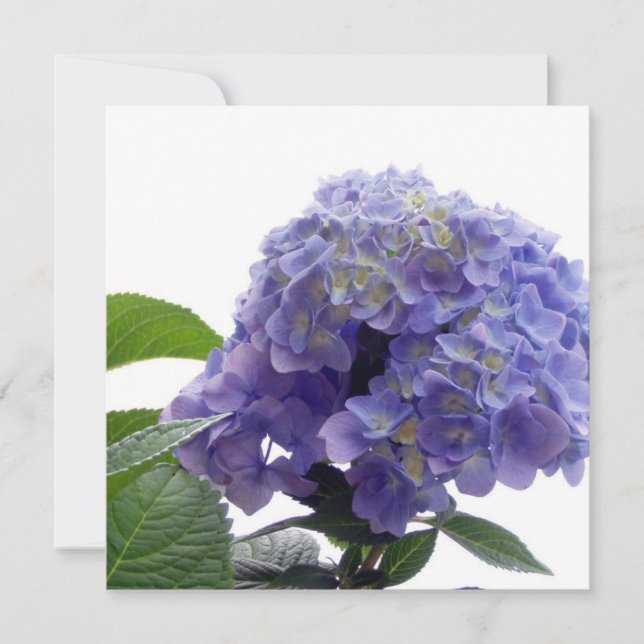 Invitaciones de Hydrangea Bush (Anverso)