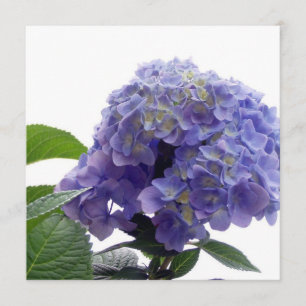 Invitaciones de Hydrangea Bush