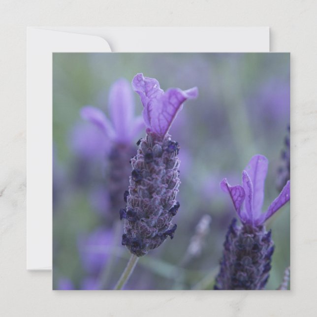 Invitaciones de la foto de la flor de la lavanda (Anverso)