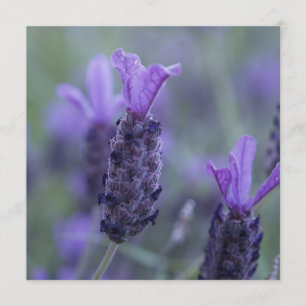 Invitaciones de la foto de la flor de la lavanda