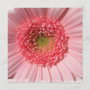 Invitaciones de la margarita del rosa en colores