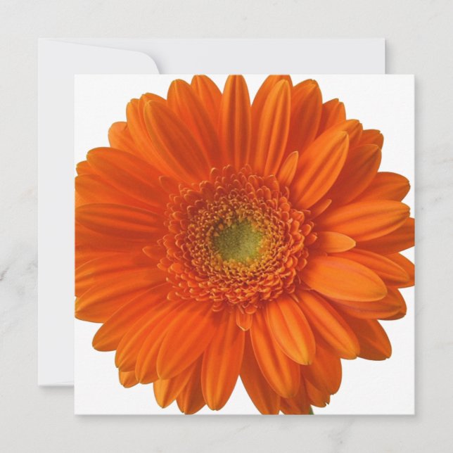 Invitaciones de Naranja Daisy (Anverso)