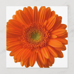 Invitaciones de Naranja Daisy
