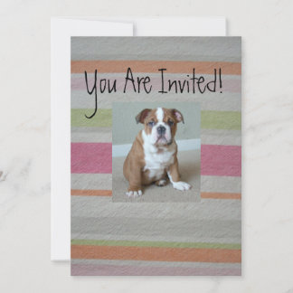 Invitaciones de porcino al Bulldog inglés