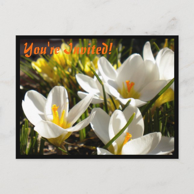 Invitaciones de postales de Crocus de primavera (Anverso)