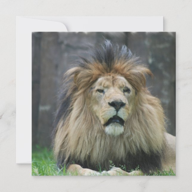 Invitaciones del león (Anverso)