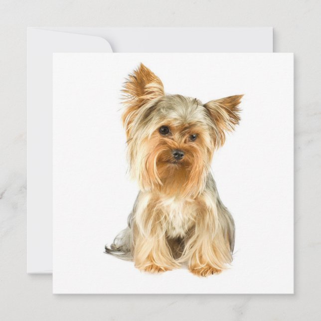 Invitaciones del perrito de Yorkie (Anverso)