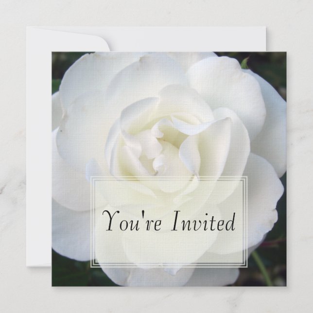 Invitaciones del rosa blanco (Anverso)