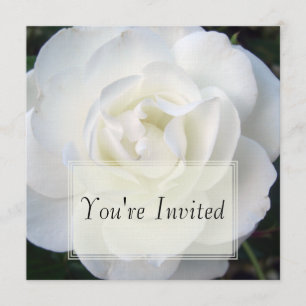 Invitaciones del rosa blanco