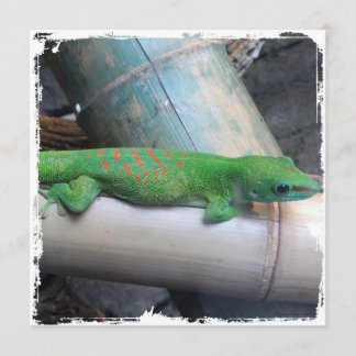 Invitaciones gigantes del cuadrado del Gecko del