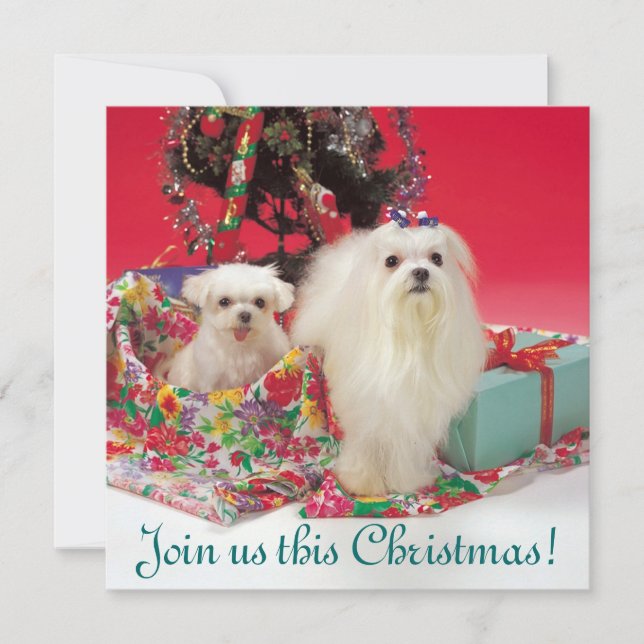 Invitaciones maltesas del navidad (Anverso)