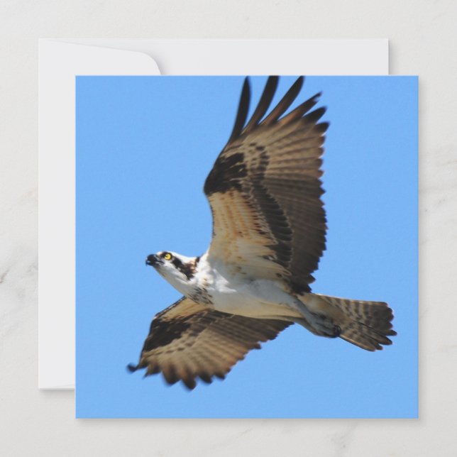 Invitaciones para aves Osprey (Anverso)