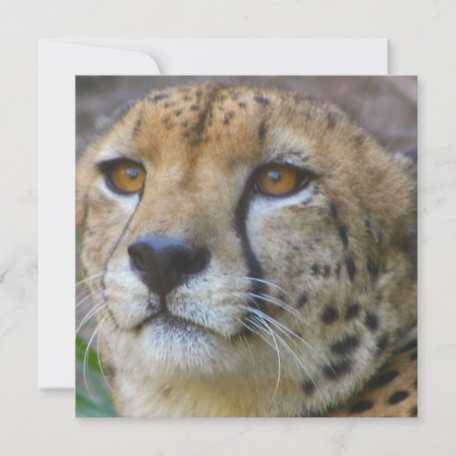 Invitaciones para chitas salvajes (Anverso)