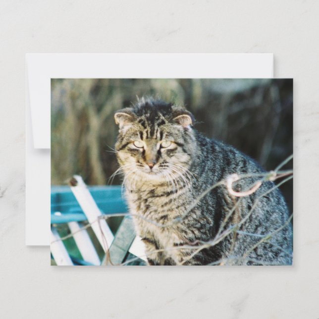 Invitaciones salvajes del gato de Tom del punk (Anverso)