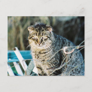 Invitaciones salvajes del gato de Tom del punk