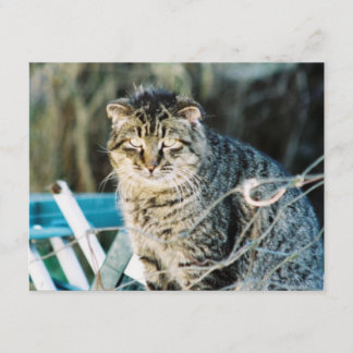 Invitaciones salvajes del gato de Tom del punk