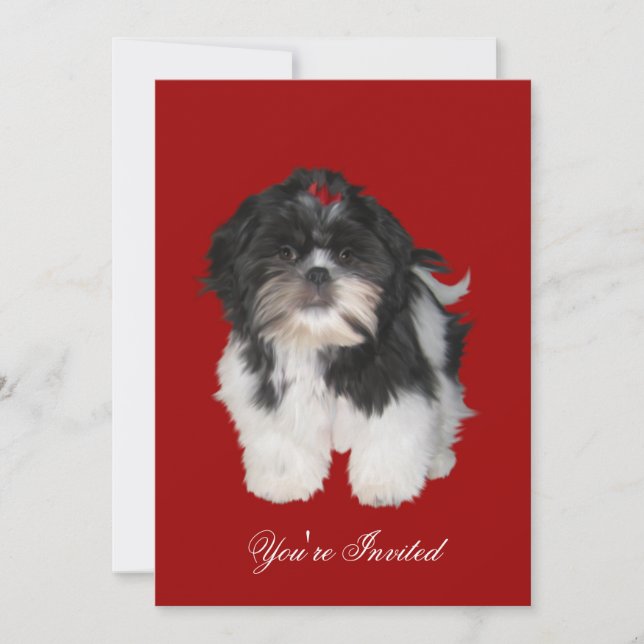 Invitaciones Shitzu Shih Tzu Cachorros Perros (Anverso)