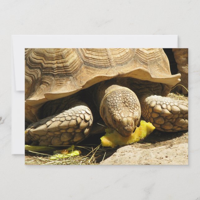 Invitaciones tortoise (Anverso)