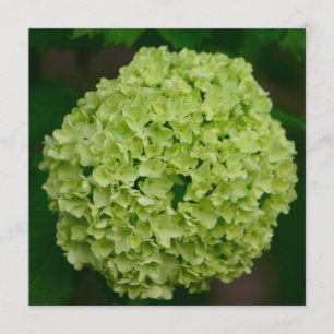 Invitaciones verdes del Hydrangea