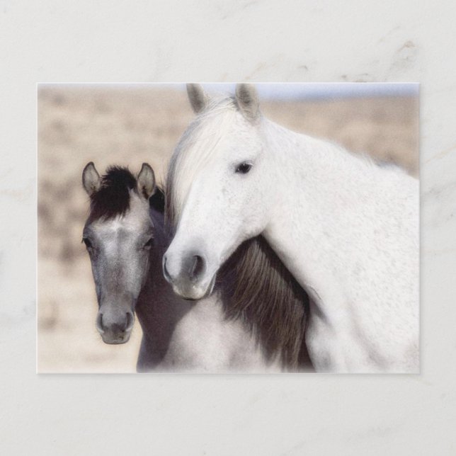 Invitaciones y tarjetas del fiesta del caballo del (Anverso)