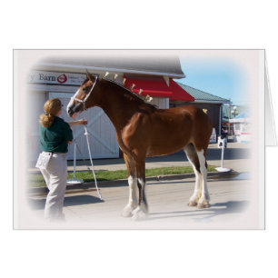 Iowa Clyde Show Missy ] frontera blanca