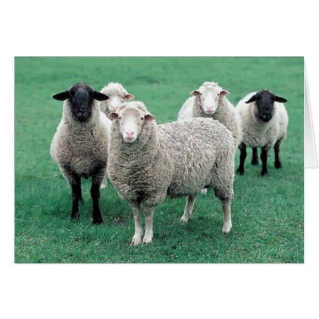 Iowa Sheep (Anverso (Horizontal))