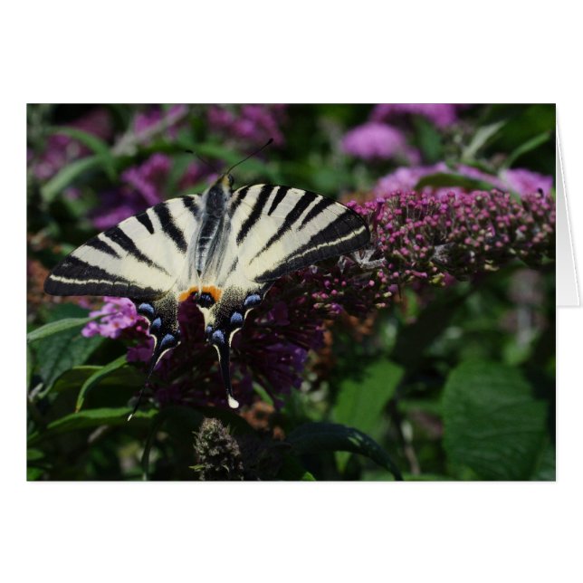 Iphiclides podalirius (Anverso (Horizontal))