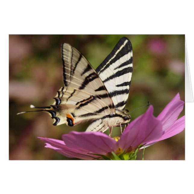 Iphiclides podalirius (Anverso (Horizontal))