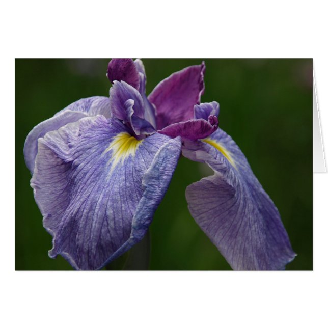 Iris (Anverso (Horizontal))