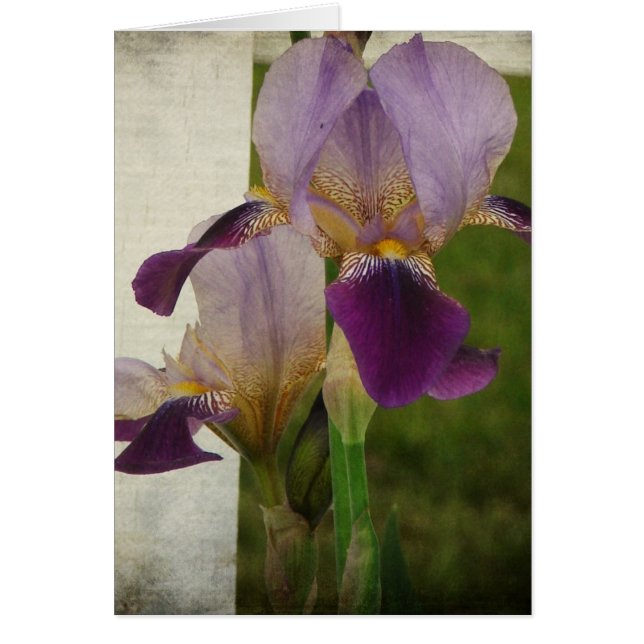 Iris (Frente)