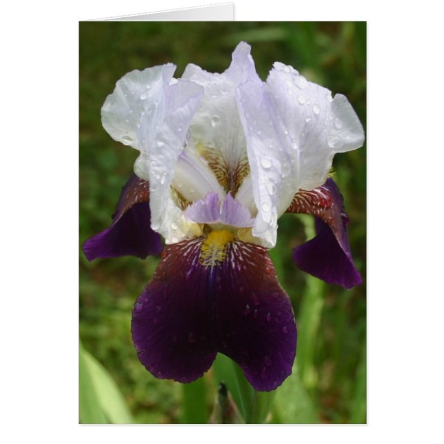 Iris (Frente)