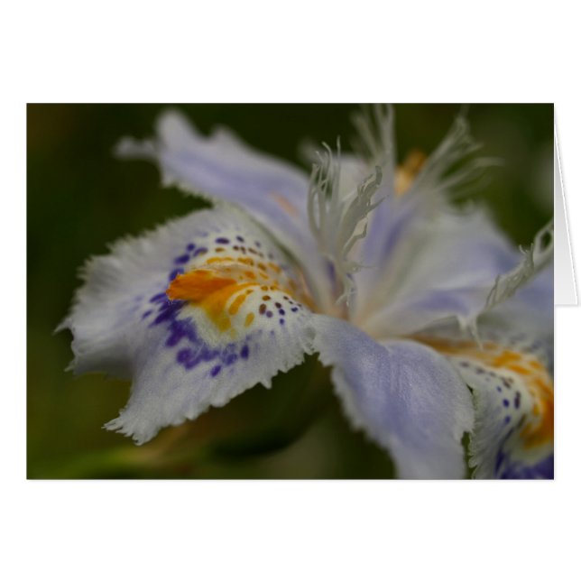 Iris (Anverso (Horizontal))