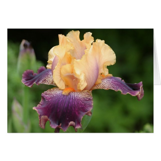 Iris (Anverso (Horizontal))