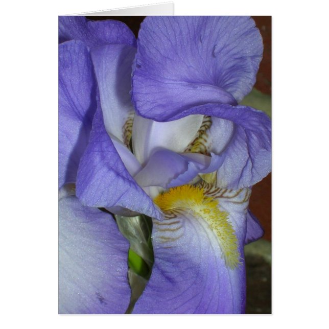 Iris (Frente)
