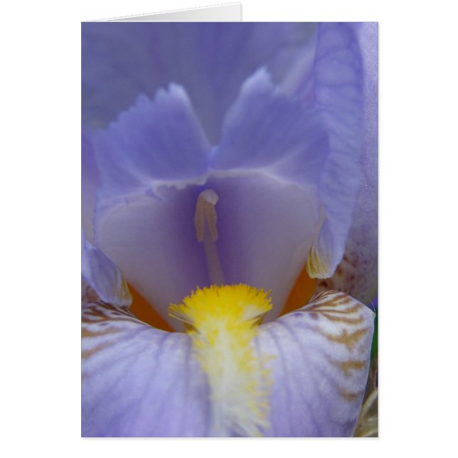 Iris (Frente)